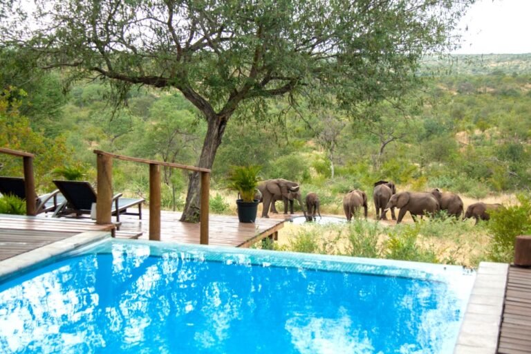 casart game lodge 4 768x512