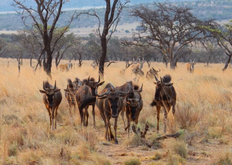 wildebeest 768x548